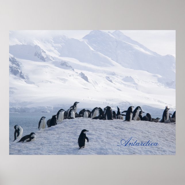 Antarctica Poster (Front)