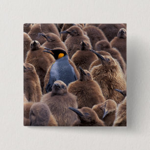 Antarctica, South Georgia Island, King penguins 15 Cm Square Badge