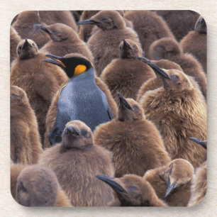 Antarctica, South Georgia Island, King penguins Coaster