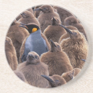 Antarctica, South Georgia Island, King penguins Coaster