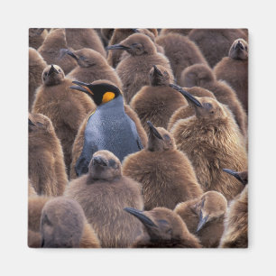 Antarctica, South Georgia Island, King penguins Magnet
