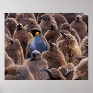 Antarctica, South Georgia Island, King penguins Poster