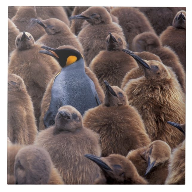 Antarctica, South Georgia Island, King penguins Tile (Front)