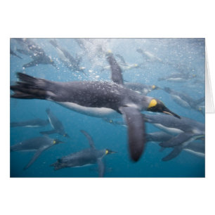 Antarctica, South Georgia Island UK
