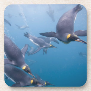 Antarctica, South Georgia Island (UK), 2 Coaster