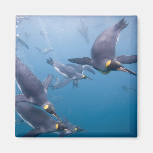 Antarctica, South Georgia Island (UK), 2 Magnet