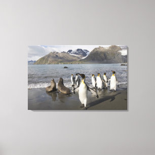 Antarctica, South Georgia Island (UK), Antarctic 2 Canvas Print