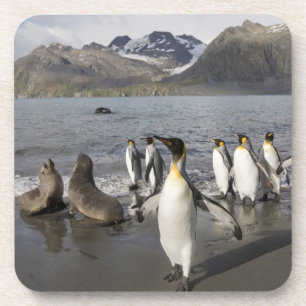 Antarctica, South Georgia Island (UK), Antarctic 2 Coaster