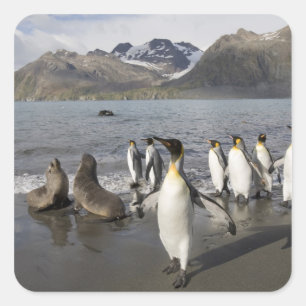 Antarctica, South Georgia Island (UK), Antarctic 2 Square Sticker