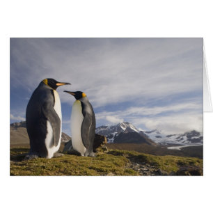 Antarctica, South Georgia Island UK), King