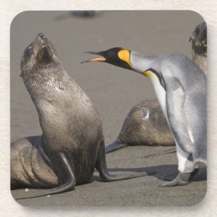 Antarctica, South Georgia Island (UK), King 3 Coaster
