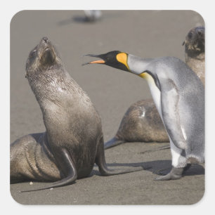 Antarctica, South Georgia Island (UK), King 3 Square Sticker