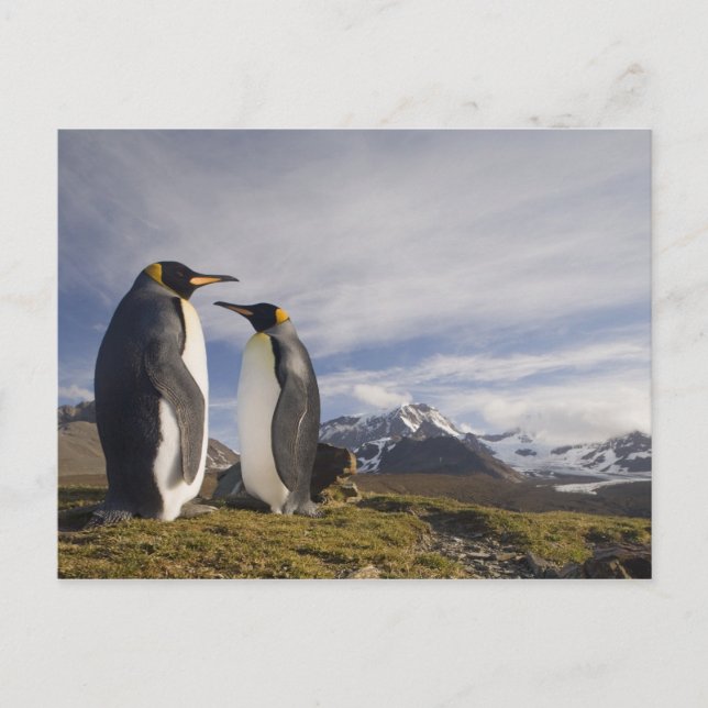 Antarctica, South Georgia Island UK), King Postcard (Front)