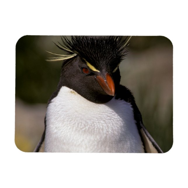 Antarctica, Sub-Antarctic Islands, South 5 Magnet (Horizontal)