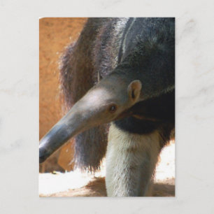 Anteater Postcard