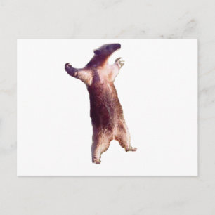Anteater Postcard