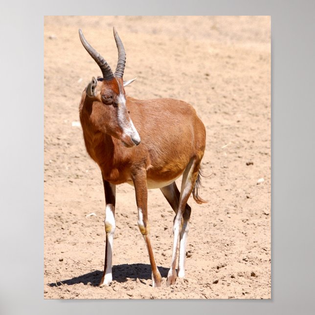 Antelope blesbok poster (Front)