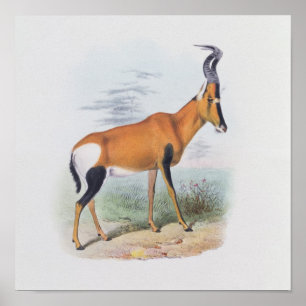 Antelope, from 'The Book of Antelopes', Poster