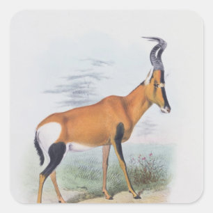 Antelope, from 'The Book of Antelopes', Square Sticker