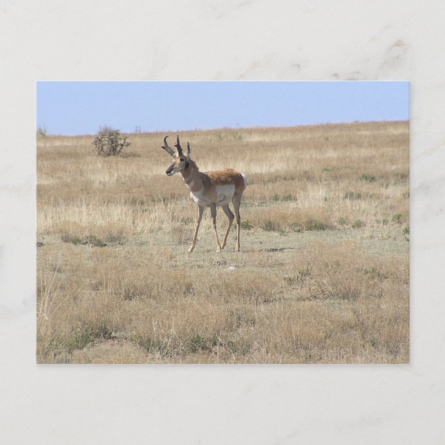 Antelope in Profile Postcard (Front)