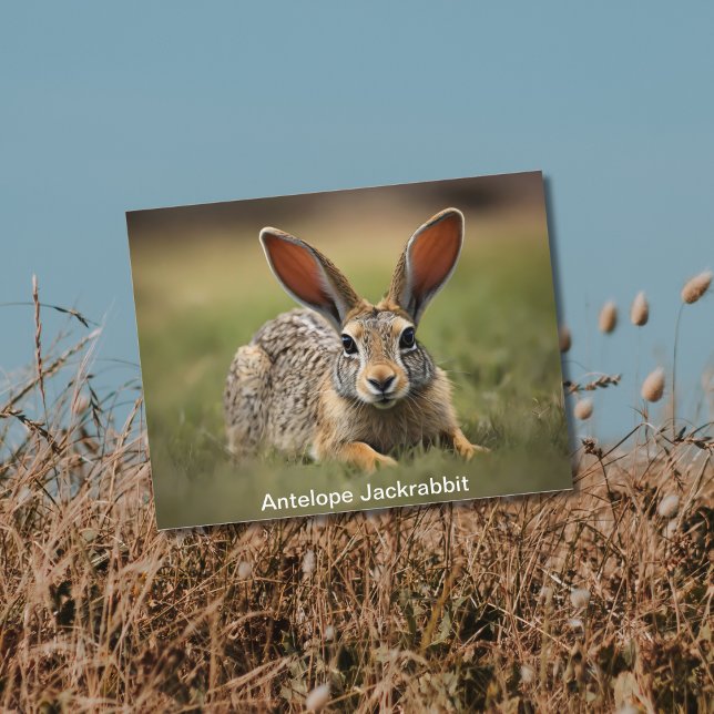 Antelope Jackrabbit laying on grass Postcard (Creator Uploaded)