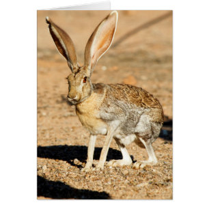 Antelope jackrabbit portrait, Arizona