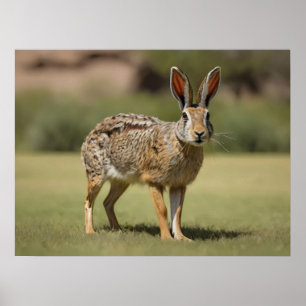 Antelope Jackrabbit standing on grass Poster