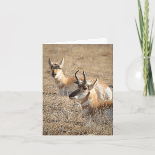 Antelope Morning - Thank You Card (Front)
