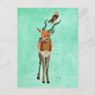 ANTELOPE & OWL Postcard