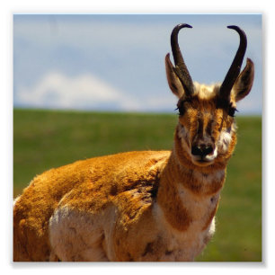 Antelope Photo Print