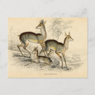 Antelope Postcard