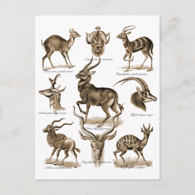 Antelopes Postcard (Front)