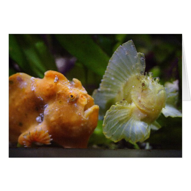 Antennarius commerson & Taenianotus triacanthus (Front Horizontal)