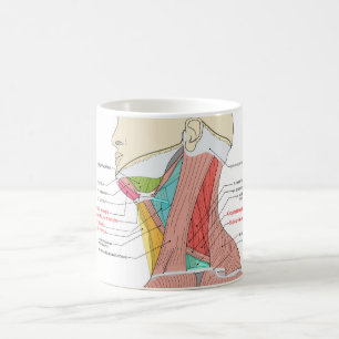 Anterior Posterior Triangles neck Anatomy Muscles Coffee Mug