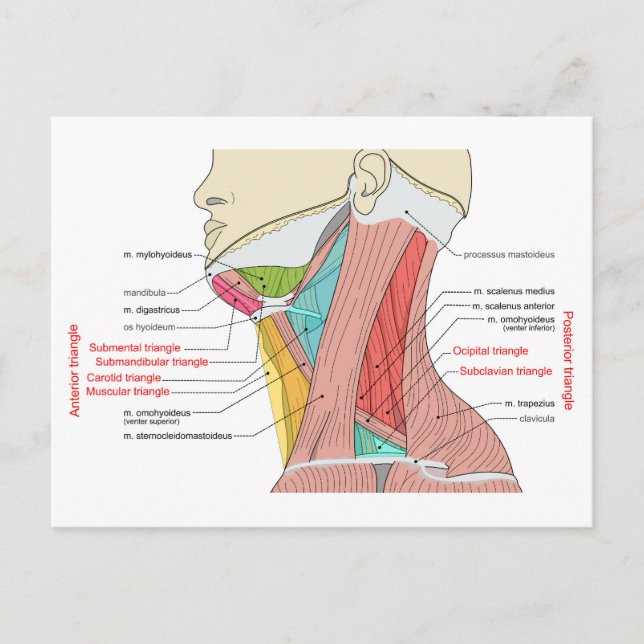 Anterior Posterior Triangles neck Anatomy Muscles  Postcard (Front)