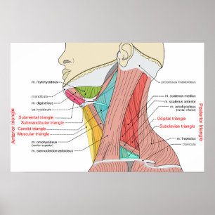 Anterior Posterior Triangles neck Anatomy Muscles  Poster