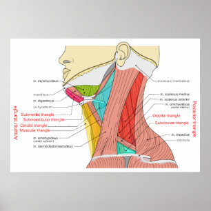 Anterior & Posterior Triangles of the Neck Muscles Poster
