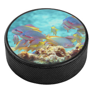 Anthias - Colorful school of fish at coral reef |  Hockey Puck