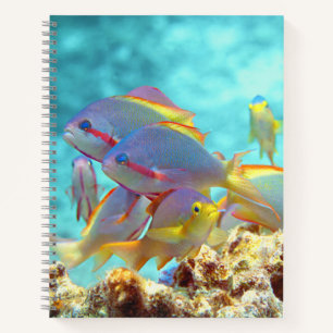 Anthias - Colourful school of fish at coral reef   Notebook