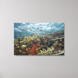 Anthias (Pseudanthias sp.) Fairy Basslets Canvas Print