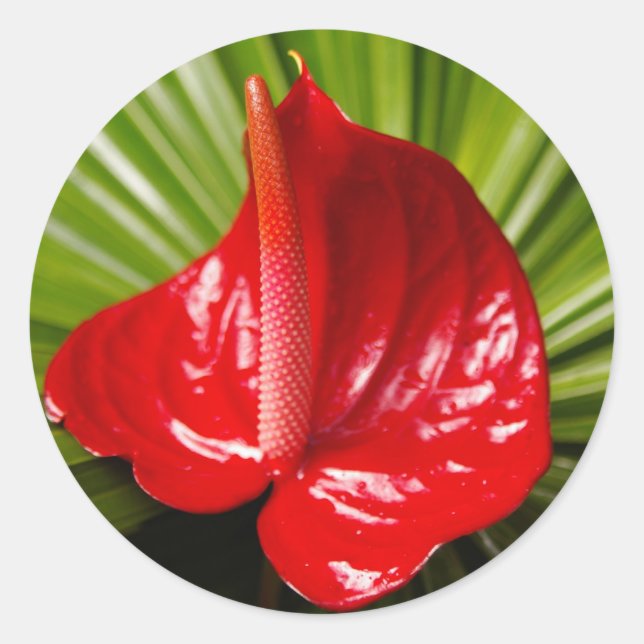 Anthirium Classic Round Sticker (Front)