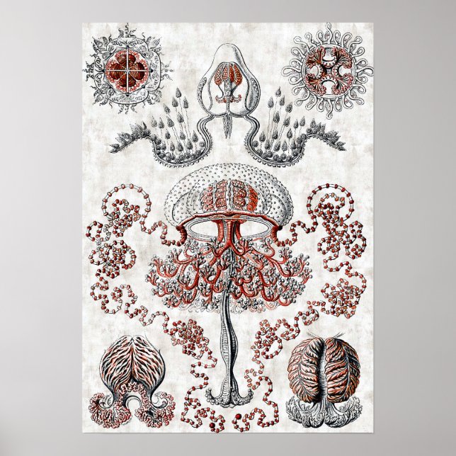 Anthomedusae Poster (Front)