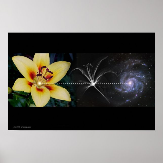 Anthony's Lily by Gregory Gallo Poster (Front)