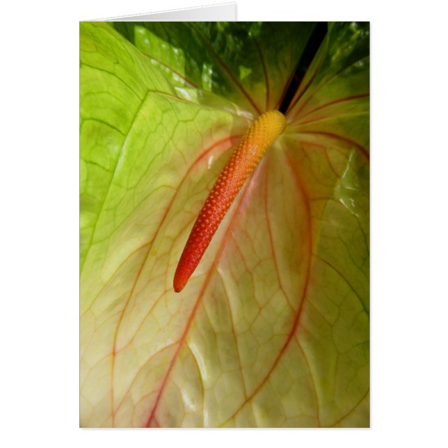 Anthurium (Front)