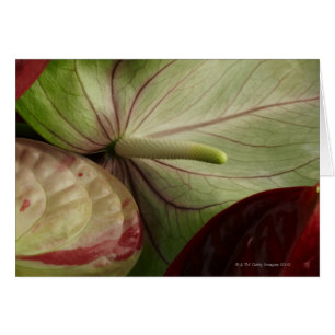 anthurium