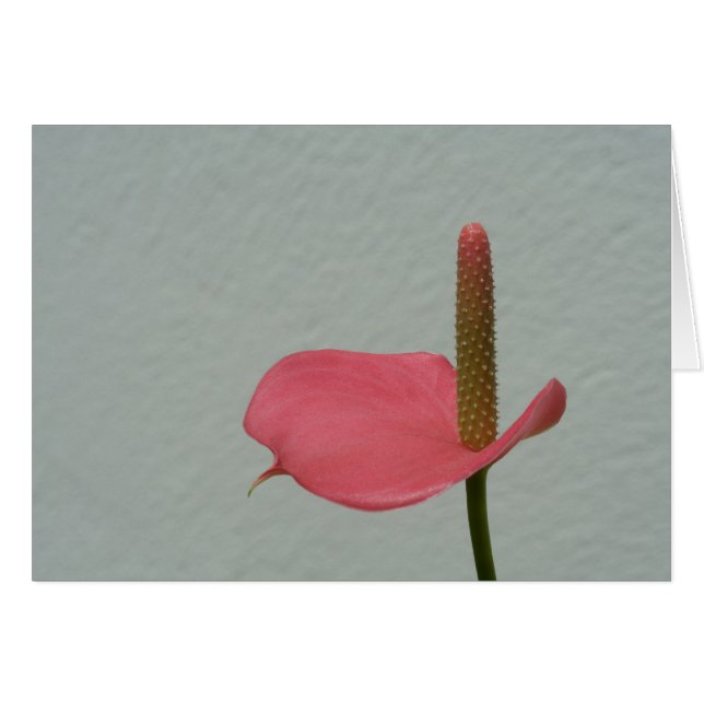 Anthurium (Front Horizontal)