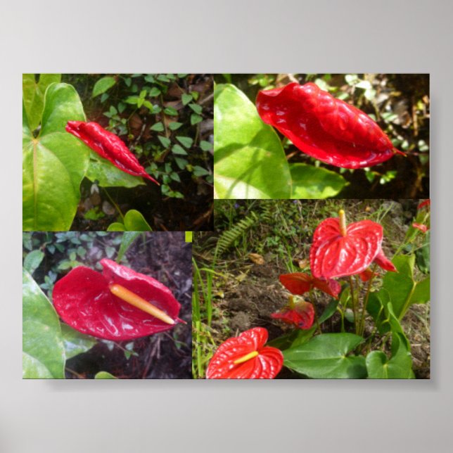 Anthurium - BIG ISLAND HAWAII Poster (Front)