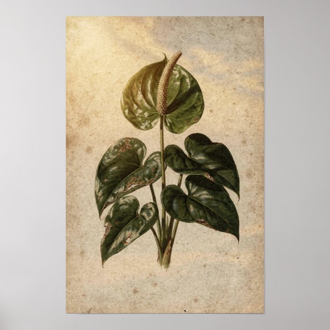 Anthurium Botanical Poster (Front)
