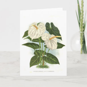 Anthurium Card