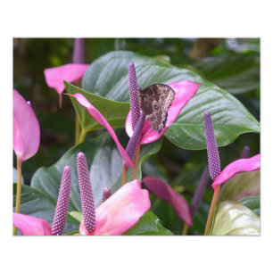 Anthurium Flower with Butterfly 20"x16" Photo Print
